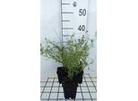 6 X Erigeron Carv. 'Lavender Lady' - Spray Fine - Vaso 9 X 9 Cm