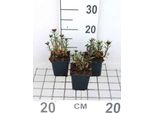 6 X Erysimum Hybr. 'Constant Cheer' - Mauerkraut - Vaso 9 X 9 Cm