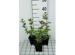 6 X Eupatorium Cann. 'Plenum' - Margherita D'acqua - Vaso 9 X 9 Cm X 9 Cm