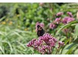6 X Eupatorium Mac. Purple Bush' - Senape D'acqua - Vaso 9 X 9 Cm