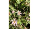 6 X Tricyrtis Hirta 'Tojen' - Giglio Rospo - Vaso 9X9 Cm