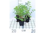 6 X Filipendula Ulmaria - Olmaria - Vaso 9 X 9 Cm