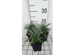 6 X Erysimum Hybr. 'Fragrant Sunshine' - Erba Da Muro - Vaso 9 X 9 Cm