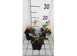 6 X Eryngium Maritimum - Lettiera Per Uomini - Vaso 9 X 9 Cm