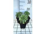 6 X Erigeron Glaucus 'Sea Breeze' - Feinstrahl - Topf 9 X 9 Cm