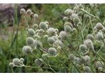 6 X Eryngium Yuccifolium - Lettiera Per Uomini - Vaso 9 X 9 Cm