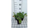 6 X Eryngium Plan. 'Blue Cap' - Lettiera Uomo - Vaso 9 X 9 Cm