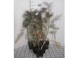 6 X Foeniculum Vulg. 'Bronzo Gigante' - Fenchel - Topf 9 X 9 Cm