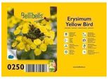 6 X Erysimum Hybr. 'Yellow Bird' - Erba Da Muro - Vaso 9 X 9 Cm