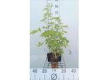 6 X Filipendula Purp. 'Elegans' - Olmaria - Vaso 9 X 9 Cm