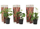 3 Pezzi Pianta Di Tayberry - Incrocio Tra Mora E Lampone - Cespuglio Di Bacche 25-40 Cm - Robusto Per Giardino E Terrazzo