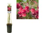 Mirtillo 'Pink Lemonade' ® - Mirtillo Rosa, Vaccinium Corymbosum, Arbusto Da Frutto 50-70 Cm In Vaso, Resistente