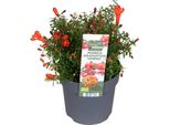 Punica Granatum 'Uniqa' Melograno Nano Ca. 30 Cm Incl. Vaso | Pianta Ornamentale Per Giardino Balcone Terrazzo Facile Da Curare