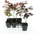 Faggio Europeo Fagus Sylvatica Atropunicea 40-60 Cm In Vaso - Faggio Rosso, Albero Da Giardino, Arbusto Ornamentale Per Siepi E Piante Singole