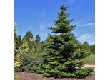 Abete Coreano Abies Koreana 40-50 Cm - Conifera Nana Sempreverde Per Giardino, Vasca, Terrazza, Resistente, Decorativa