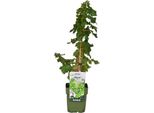 Vitis Pixie 'Riesling' - Vite Nana Di 50-70 Cm, Mini-Vitigno Resistente Per Giardino E Contenitori