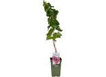 Vitis Pixie 'Cabernet Franc' - Mini Vite, Vite Nana Di 50-70 Cm, Robusta Pianta In Vaso Per Giardino, Terrazzo E Balcone