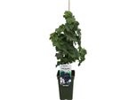 Vitis Pixie 'Pinot Noir' - Vite Nana | Mini Vite 50-70 Cm | Robusta Pianta Da Balcone E Da Giardino In Vaso