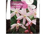Clematis Armandii 'Apple Blossom' - Pianta Rampicante Sempreverde Di Colore Rosa Chiaro Ø15Cm - Altezza 65C