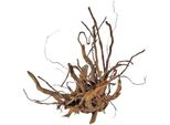 Finger-Wurzel Medium (30-40 Cm)