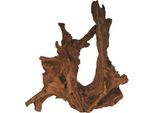 Mangroven-Wurzel Large (35-60 Cm)