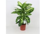 Dieffenbachia Mars 60-70 Cm - Pianta D'appartamento Verde Per Interni, Facile Da Curare, Dimensione Vaso, Decorativa, Purificante Dell'aria