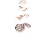 Cobra-Crescita-Ciclo Di Vita-Giocattolo-Plastica-Animale-Modello-Educativo-Serpente