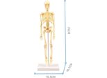 35CM Diy Scheletro Umano Modello Educativo Anatomico Anatomia Medica Scienza Forniture