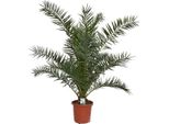 Palma Da Dattero Delle Canarie 80-100 Cm - Phoenix Canariensis - Palma Phoenix