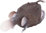 Figura Di Rana Pescatrice Simulazione Di Animale Marino Giocattolo Modello Di Pesce Marino In Plastica Per La Collezione E La Decorazione Della Scrivania