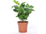 Pianta Da Appartamento A Cespuglio Di Caffè Coffea Arabica 25 Cm - Pianta Da Caffè Per La Casa, La Decorazione E Gli Amanti Delle Piante