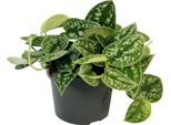 Edera Maculata 15-20 Cm - Scindapsus Pictus 'Argyraeus' - Pianta Da Appartamento, Pianta Verde Per Interni, Facile Da Curare, Decorativa