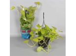 Epipremnum 'Golden Pothos' Cesto Appeso 50-60 Cm - Edera, Pianta D'appartamento, Pianta Verde, Facile Da Curare, Appesa, Pianta Da Interno
