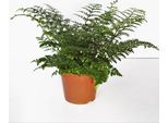 Asplenium 'Parvati' Felce Da Nido 25 Cm - Felce A Strisce, Pianta Da Appartamento Verde, Facile Da Curare, Ideale Per Interni, Purificante Dell'aria, Robusta E Decorativa