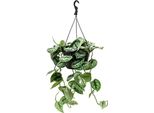 Edera Maculata - Scindapsus Pictus 'Trebie' Pianta Ricadente, Circa 40 Cm - Pianta Verde Da Appartamento, Pianta Ricadente Per Interni