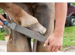 Pferd Tools 13180351 Hoof Rasp Length 350 Mm 1 Pc(S)