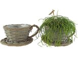 Set Di 2 Tazze Per Piante Naturali Di Circa 11 Cm - Decorazione Da Giardino