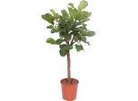 Trendyplants - Ficus Lyrata - Pianta Di Tabacco - Pianta D'appartamento - Altezza 170-190 Cm - Dimensioni Vaso Ø30Cm