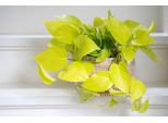 Epipremnum Golden Pothos 15-20 Cm - Pianta D'appartamento Edera Luminosa, Pianta Rampicante Verde Per La Casa