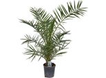 Palma Da Dattero Delle Canarie 100-120 Cm - Phoenix Canariensis - Palma Phoenix