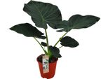 Alocasia 'Regal Shields' - Pianta D'appartamento A Orecchio Di Elefante, Pianta Verde Decorativa Per La Casa, Pianta D'appartamento Facile Da Curare Per Il Soggiorno E L'ufficio