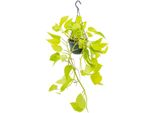 Epipremnum Golden Pothos - Pianta Pensile Di Edera Di Facile Cura 40-44 Cm, Pianta Da Appartamento Per Interni, Pianta Rampicante Da Cesto Appeso