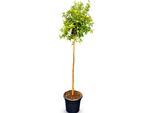 Sunny Tree - Albero Di Melograno - Punica Granatum - Mollar De Elche. - Pianta Da Esterno - Albero - 160 Cm Compreso Vaso - Resistente Al Freddo