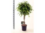 Fico Della Betulla Ficus Benjamina Exotica Fusto 120 Cm - Pianta D'appartamento Di Facile Manutenzione, Pianta Verde Decorativa Per La Casa