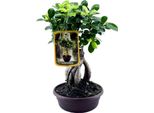 Trendyplants - Ficus Microcarpa Ginseng - Bonsai - Pianta Da Appartamento - Altezza 20-40 Cm - Dimensione Vaso Ø17Cm