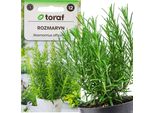 Rosmarino Semi Di Erbe Aromatiche Perenni 0,1G