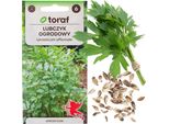 Semi Di Levistico Da Giardino Semi Di Erbe Perenni Spezie Aromatiche Magi 1G