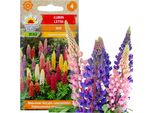 Miscela Di Semi Di Lupino Estivo 1G Fiori Di Lupino Colorati