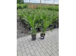 2 Pezzi 70-100 Cm Phoenix Canariensis Palma Da Dattero Canaria Palma Da Dattero Canaria Palma Vigorosa Nessuna Pianta Giovane