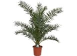 Palma Da Dattero Delle Canarie Xxl Di Circa 200 Cm - Phoenix Canariensis - Palma Phoenix